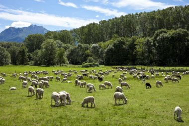 yeşil çayırlar Swiss otlatma koyun sürüsü