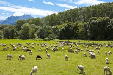 yeşil çayırlar Swiss otlatma koyun sürüsü