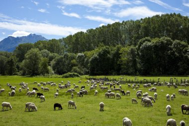 yeşil çayırlar Swiss otlatma koyun sürüsü