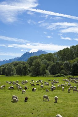 yeşil çayırlar Swiss otlatma koyun sürüsü