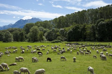 yeşil çayırlar Swiss otlatma koyun sürüsü