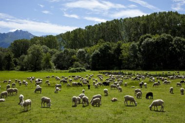 yeşil çayırlar Swiss otlatma koyun sürüsü