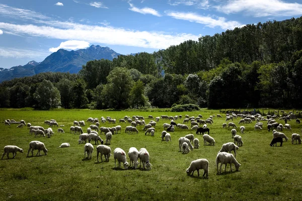 Flock of sheep grazing in green meadows Swiss — Stock Photo, Image