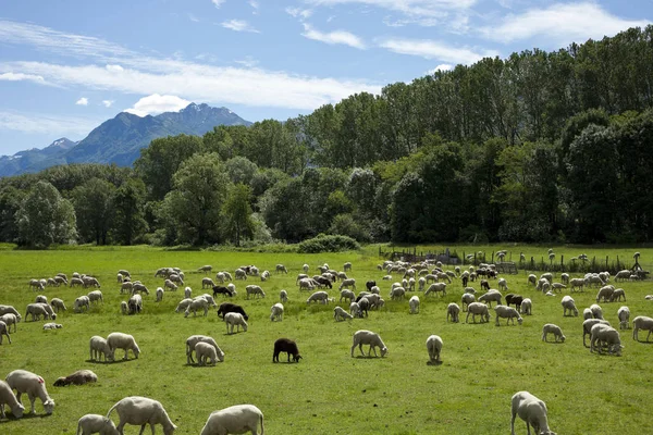 Flock of sheep grazing in green meadows Swiss — Stock Photo, Image