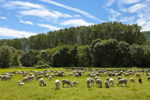 Rebanho de ovelhas pastando em prados verdes suíços — Fotografia de Stock