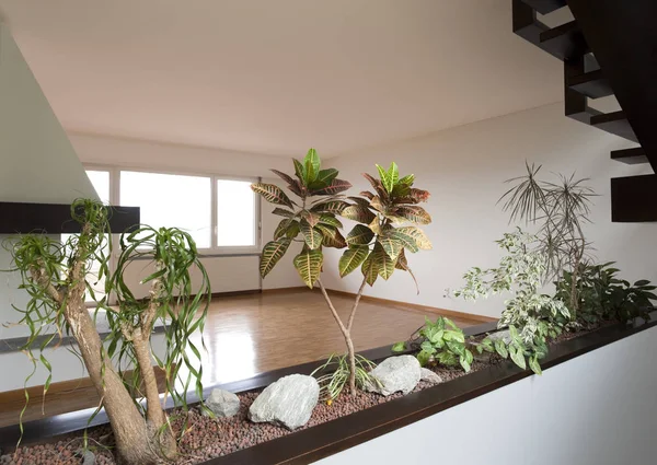 Intérieur nature avec des plantes vertes — Photo