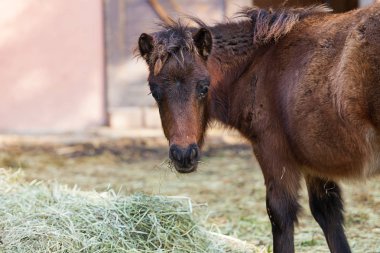 Midilli dışında çit ahırda portresi
