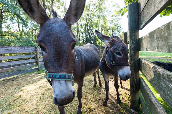 Burro na cerca ao ar livre, ninguém — Fotografia de Stock