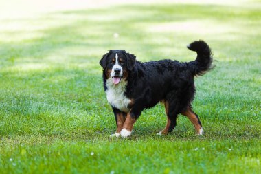 Bernese köpek doğa, yeşil çim
