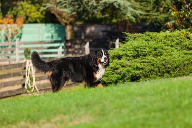 Bernese köpek doğa, yeşil çim