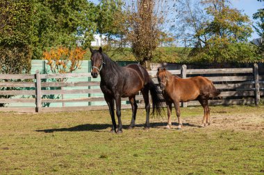 Ücretsiz at çayırda