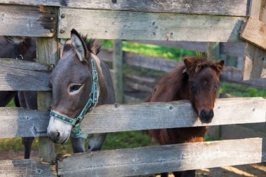 Hayvan çiftliği muhafaza içinde güneşli bir gün