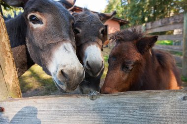 Hayvan çiftliği muhafaza içinde güneşli bir gün