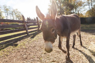 Animals in the enclosure of the farm, sunny day clipart