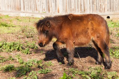 kahverengi midilli çayırda grazes
