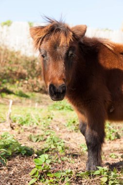 kahverengi midilli çayırda grazes