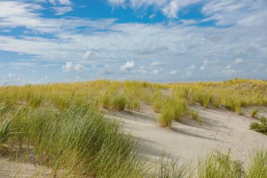 Küçük bitki, arka plan