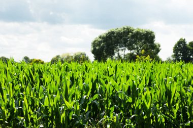 Mısır, içeride kimse yok ekili alanlar
