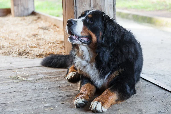 Bernese dog sitting on the wooden veranda — Stock Photo, Image