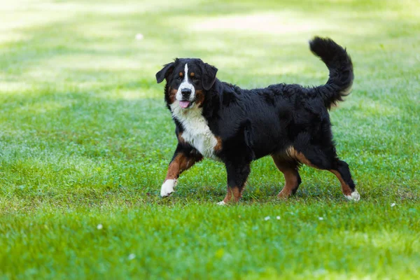 Bernese cão na natureza, gramado verde — Fotografia de Stock