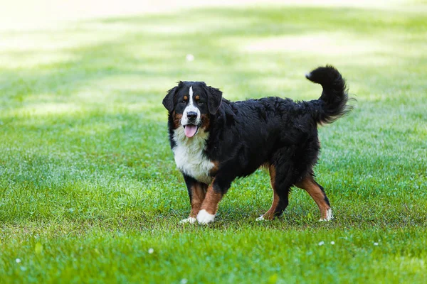 Bernese dog in the nature, green lawn — Stock Photo, Image