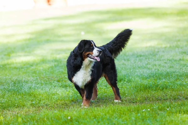 Bernese cão na natureza, gramado verde — Fotografia de Stock