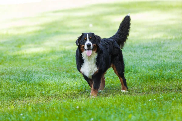 Bernese cão na natureza, gramado verde — Fotografia de Stock