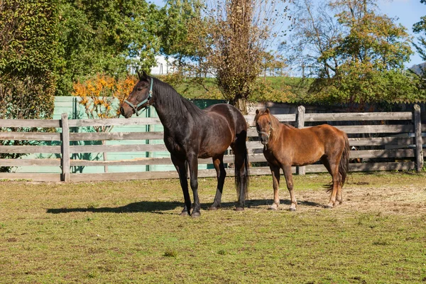 Caballos libres en el prado — Foto de Stock