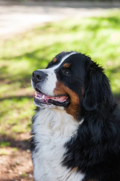 Bernese Shepherd na natureza, retrato — Fotografia de Stock