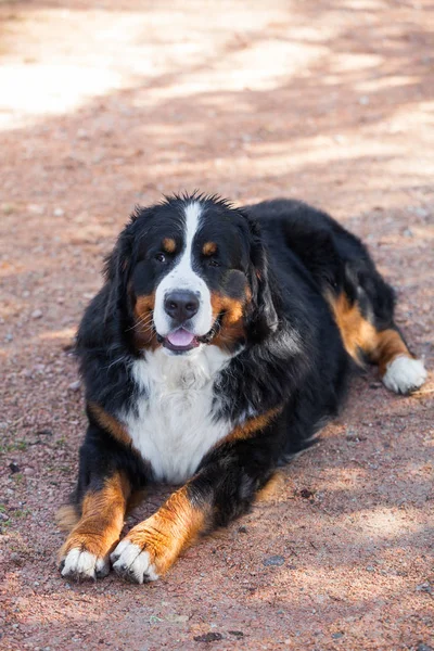 Bernese çoban doğada, portre — Stok fotoğraf