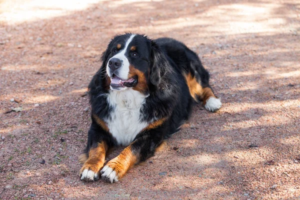 Bernese Shepherd na natureza, retrato — Fotografia de Stock