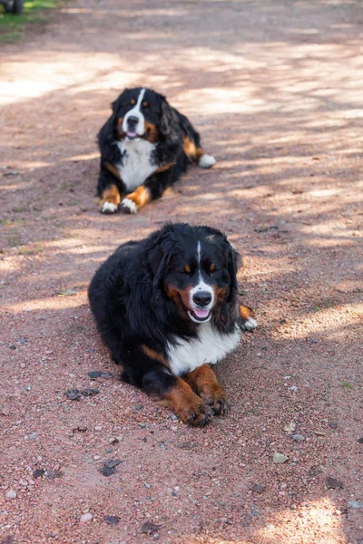 Bernese Shepherd na natureza, retrato — Fotografia de Stock