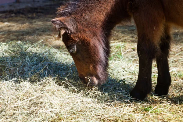 Retrato de pony fuera del establo en la cerca — Foto de Stock