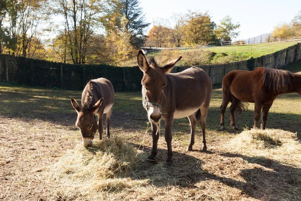 Animales en el recinto de la granja, día soleado — Foto de Stock