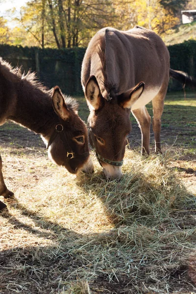 Animali nel recinto della fattoria, giornata di sole — Foto Stock
