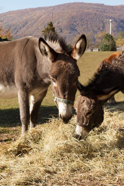 Animales en el recinto de la granja, día soleado — Foto de Stock