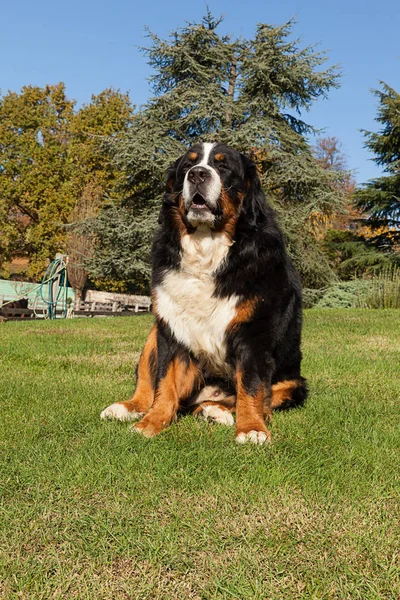 Bernese köpek doğa, yeşil çim — Stok fotoğraf