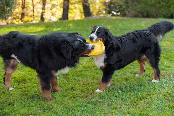 Berni kutyák, természet, a zöld gyep — Stock Fotó