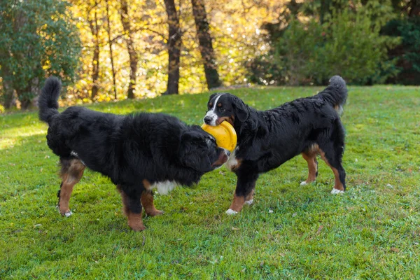 Berner Hunde in der Natur, grüner Rasen — Stockfoto