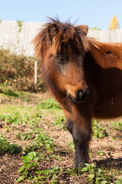 Pony marrón pastando en el prado — Foto de Stock