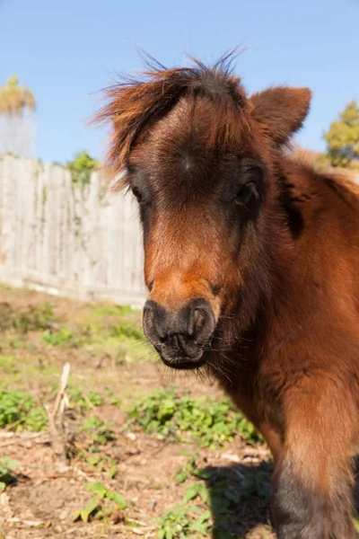 Le poney brun broute dans la prairie — Photo