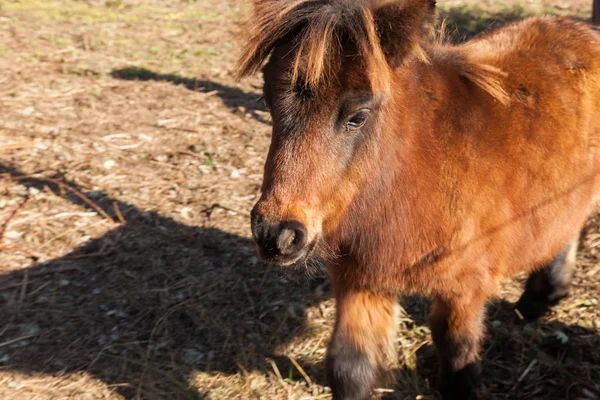 Pony marrón pastando en el prado — Foto de Stock