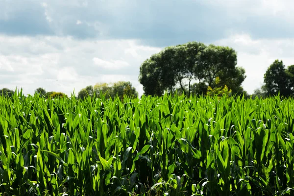 Pola uprawne kukurydzy, nikt nie wewnątrz — Zdjęcie stockowe