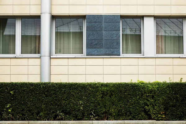 Detalle de ventanas y arbustos — Foto de Stock