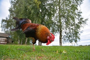 Güzel horoz tek ayak üstünde duran bir şey gagalar
