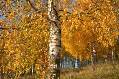 Altın sonbahar. Güneşli bir günde bir huş ağacı koru