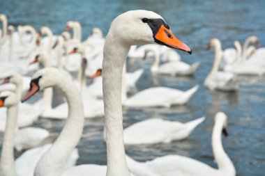Kuğu yakın bir arka planda sürünün başkanı