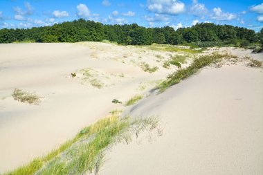 Kum tepeleri ve orman içinde belgili tanımlık geçmiş