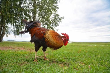 Büyük yeşil çayır üzerinde güzel horoz