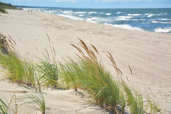 Herbe pelucheuse sur un fond de plage et de vagues de mer — Photo